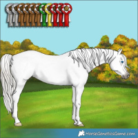 Horse Color:Gray Silver Smoky Black Sabino Splash Tobiano Appaloosa 