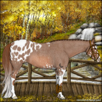 Horse Color:Red Roan Splash Appaloosa