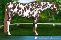 Horse Color:Liver Chestnut Near Leopard 