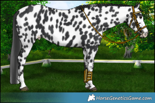 Horse Color:Black Appaloosa 