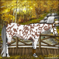 Horse Color:Gray Bay Roan Sabino Splash Near Leopard 