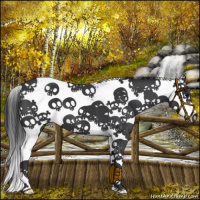 Horse Color:Black Sabino Splash