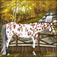 Horse Color:White Spotted Bay Splash Appaloosa