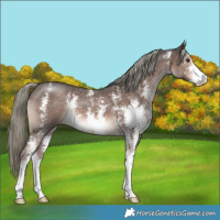 Horse Color:Liver Chestnut Mushroom Sabino 