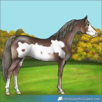 Horse Color:Liver Chestnut Mushroom Frame 
