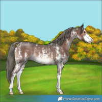 Horse Color:Liver Chestnut Mushroom Sabino 