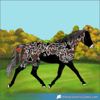 Horse Color:Brown Splash Near Leopard