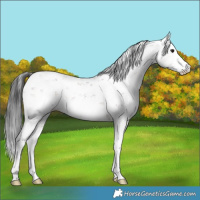 Horse Color:Brown Mushroom Sabino 