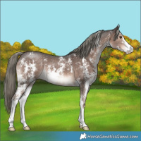 Horse Color:Liver Chestnut Mushroom Sabino 