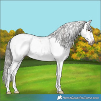 Horse Color:Liver Chestnut Mushroom Sabino Frame 