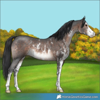 Horse Color:Brown Mushroom Sabino