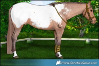 Horse Color:Chocolate Bay Snowcap 