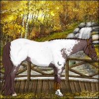 Horse Color:Chocolate Blue Roan Snowcap 