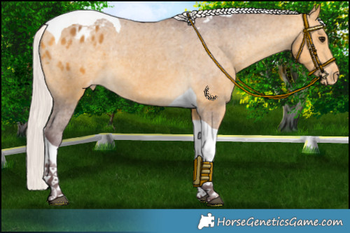 Horse Color:Chocolate Silver Buckskin Tobiano Appaloosa 