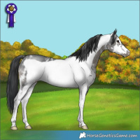 Horse Color:Black Mushroom Sabino Frame