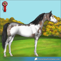 Horse Color:Brown Mushroom Sabino Frame