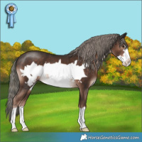 Horse Color:Liver Chestnut Mushroom Frame 