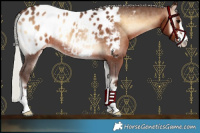 Horse Color:Silver Brown Onyx Near Leopard Rabicano 