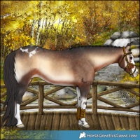 Horse Color:Brown Onyx Appaloosa