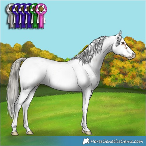 Horse Color:Liver Chestnut Mushroom Sabino Frame 