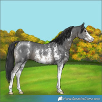 Horse Color:Black Mushroom Sabino