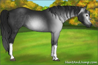 Horse Color:Gray White Spotted Brown 