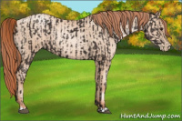 Horse Color:Liver Chestnut Rabicano  and Classic Champagne Pearl Rabicano 