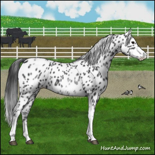 Horse Color:White Spotted Black Splash Tobiano Frame Appaloosa 