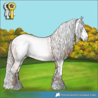 Horse Color:Gray Gold Champagne Appaloosa  and Gray Gold Champagne Splash Appaloosa 