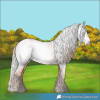 Horse Color:Gray Gold Champagne Appaloosa  and Gray Gold Champagne 