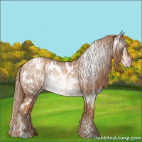 Horse Color:Gray Gold Champagne Roan Appaloosa  and Gray Gold Champagne Roan Appaloosa 