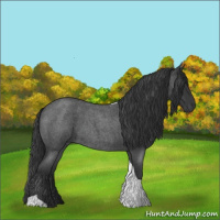 Horse Color:Blue Roan Tobiano