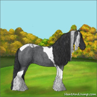 Horse Color:Blue Roan Tobiano 