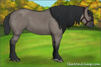 Horse Color:Grullo 