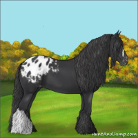 Horse Color:Black Appaloosa