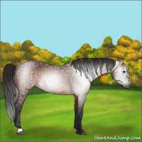 Horse Color:Gray Bay