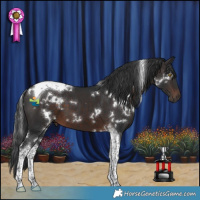 Horse Color:White Spotted Brown Tobiano 