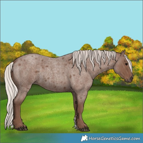 Horse Color:Silver Blue Roan Sabino