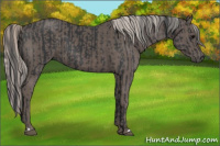 Horse Color:Black  and Silver Black 