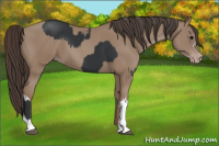 Horse Color:Black  and Classic Champagne 