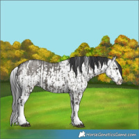 Horse Color:Grullo Sabino Splash  and Grullo Sabino Splash 