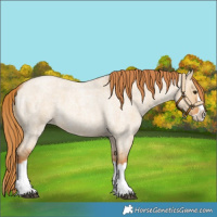 Horse Color:Red Dun Roan Splash Frame Rabicano 