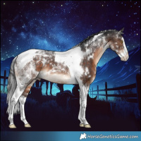 Horse Color:White Spotted Brown Splash Tobiano