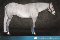 Horse Color:Platinum Chocolate Palomino Roan 