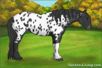 Horse Color:Black Near Leopard 