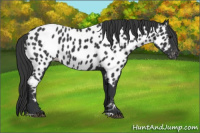 Horse Color:Black Near Leopard 