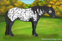 Horse Color:Black Appaloosa 