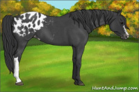 Horse Color:Blue Roan Appaloosa