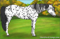 Horse Color:Blue Roan Near Leopard 