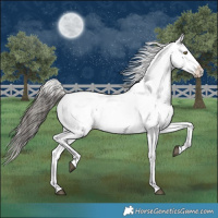 Horse Color:Smoky Grullo Near Fewspot